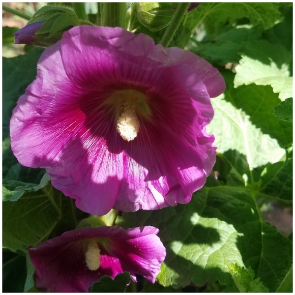 Meet your Posher, Evelyn - Picture 1 of 3